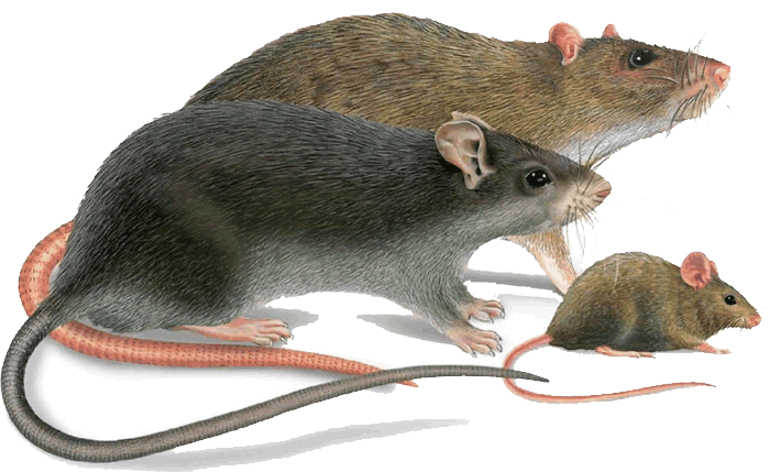 Rat des greniers, Rat d'egouts et souris